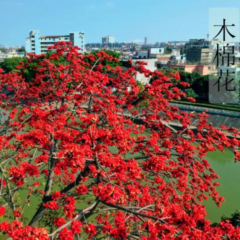 攀枝红花木棉花大树大门口前别墅庭院乔木风景树木棉花树苗木盆栽