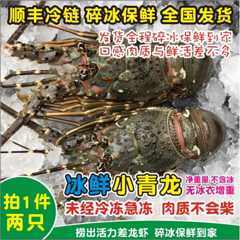 小青龙虾鲜活冰鲜非冷冻1斤2只大龙虾越南进口海捕大虾保鲜到家